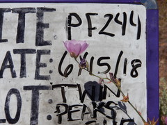 Sidalcea glaucescens