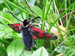 Zygaena exulans