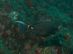 Acanthurus leucocheilus