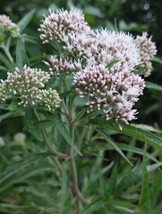 Eupatorium cannabinum