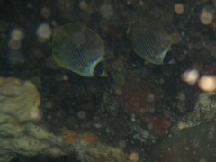 Chaetodon adiergastos