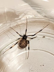 Latrodectus geometricus