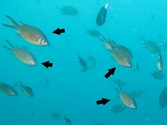 Chromis weberi
