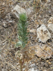 Eryngium leavenworthii