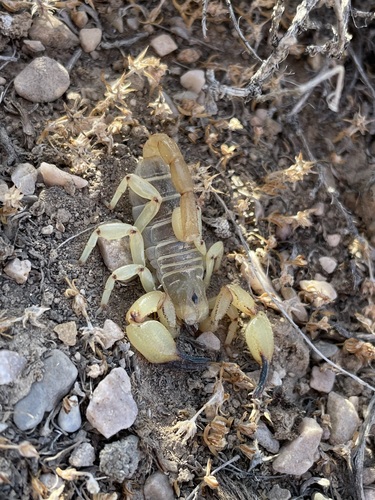 Eastern Swollenstinger Scorpion