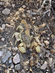 Anuroctonus phaiodactylus