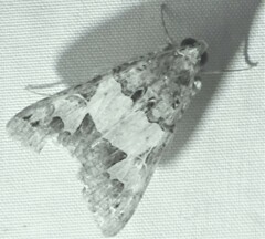 Melipotis agrotoides