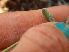 Eriogonum microtheca ambiguum