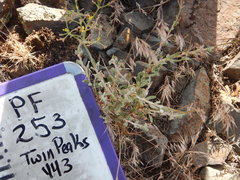 Eriogonum microtheca ambiguum