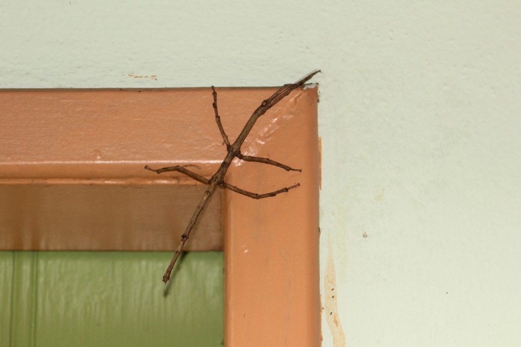 Brazilian Giant Stick-insect