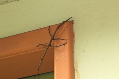 Cladomorphus phyllinus