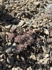 Eriogonum villiflorum