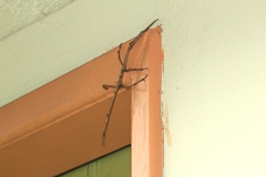 Cladomorphus phyllinus