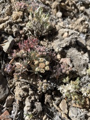 Eriogonum villiflorum