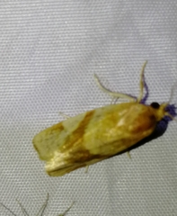 Pandemis chondrillana