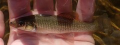 Fundulus seminolis