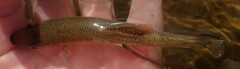 Fundulus seminolis