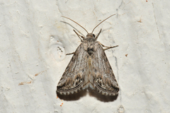Triocnemidina