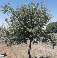 Quercus ithaburensis