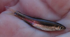Notropis petersoni
