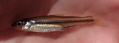 Notropis petersoni