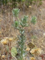 Eryngium leavenworthii