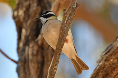 Melithreptus gularis