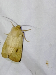 Hydraecia osseola