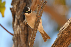 Melithreptus gularis