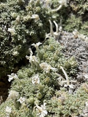 Phlox pulvinata