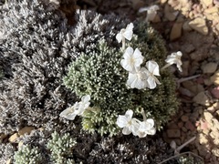 Phlox pulvinata