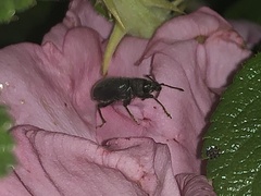 Otiorhynchus meridionalis