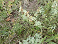 Marrubium peregrinum