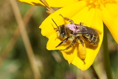 Melissodes microstictus