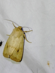 Hydraecia osseola