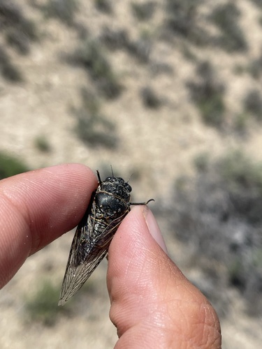 Okanagana schaefferi