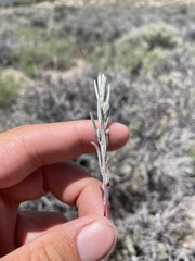 Chenopodium leptophyllum