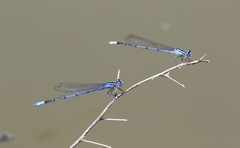 Enallagma semicirculare