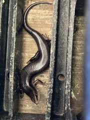 Plestiodon callicephalus