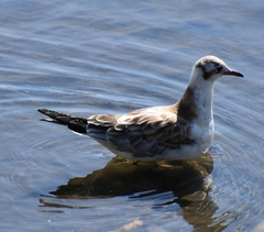 Chroicocephalus ridibundus