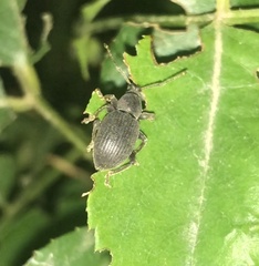 Otiorhynchus meridionalis