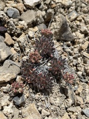 Eriogonum villiflorum