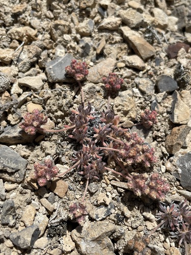 Image of gray buckwheat by (c) Matt Berger, some rights reserved (CC BY)
