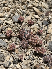 Eriogonum villiflorum