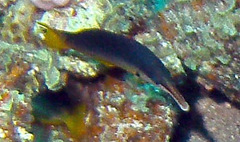 Gomphosus klunzingeri