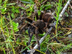 Sericopelma
