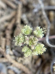Eriogonum villiflorum