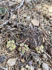 Eriogonum villiflorum