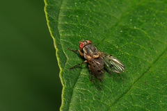 Odiniidae