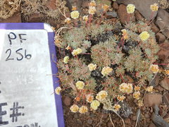 Eriogonum prociduum